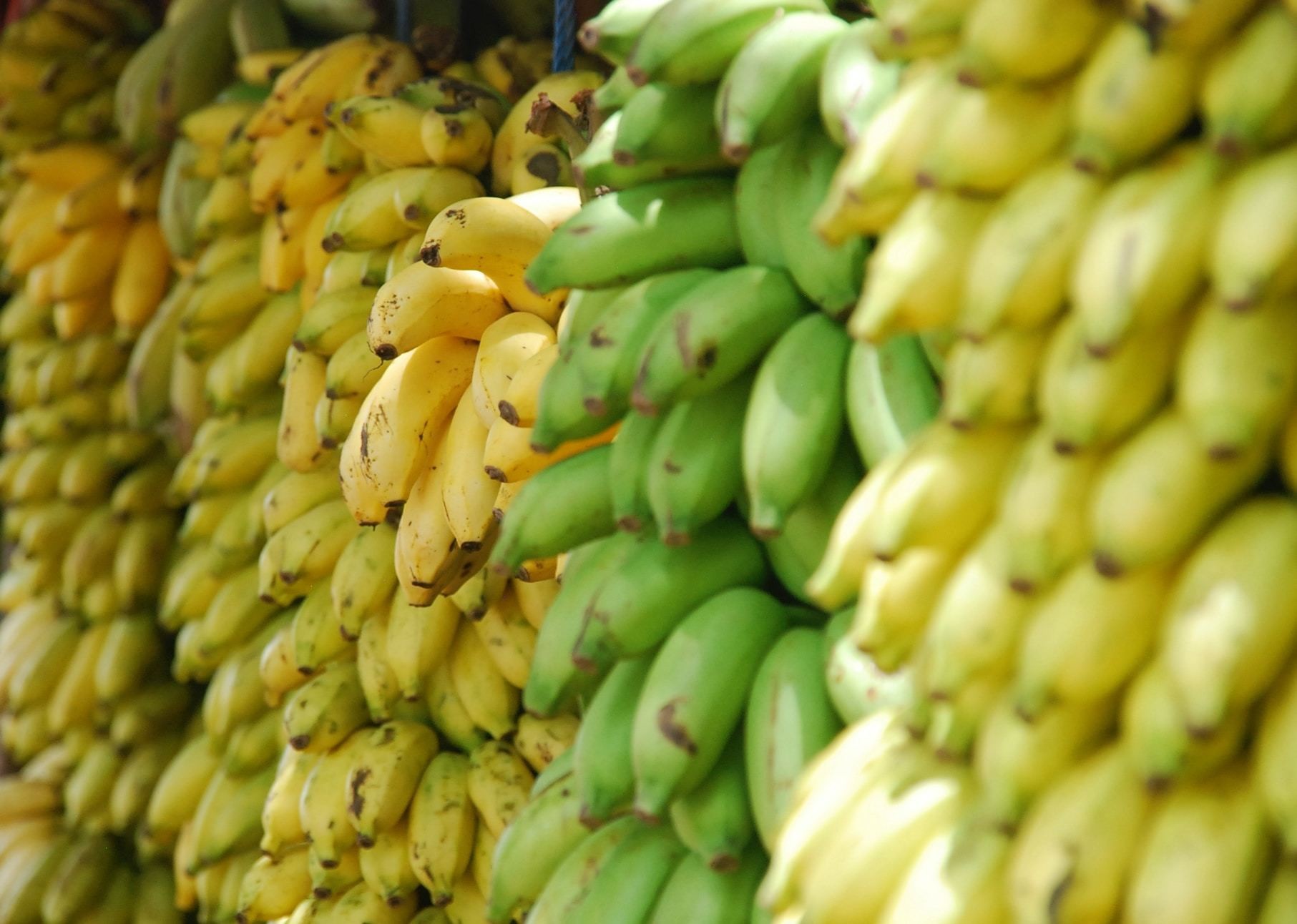 这张图片展示了成堆的香蕉，说明了香蕉垃圾升级利用的潜力