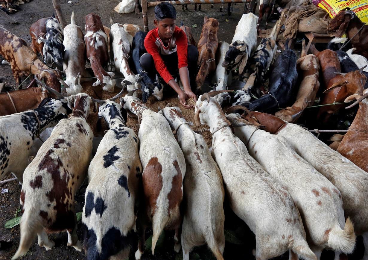 印度加尔各答，穆斯林宰牲节前夕，一个男孩在牲畜市场上喂他的山羊。
