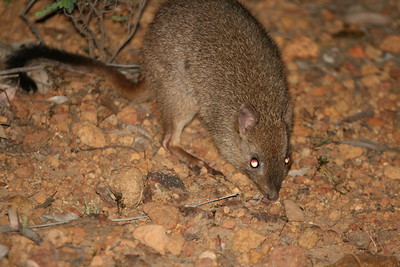 El bettong de cola de cepillo, o woylie, un mamífero en peligro de extinción, ha sido reintroducido en Australia。