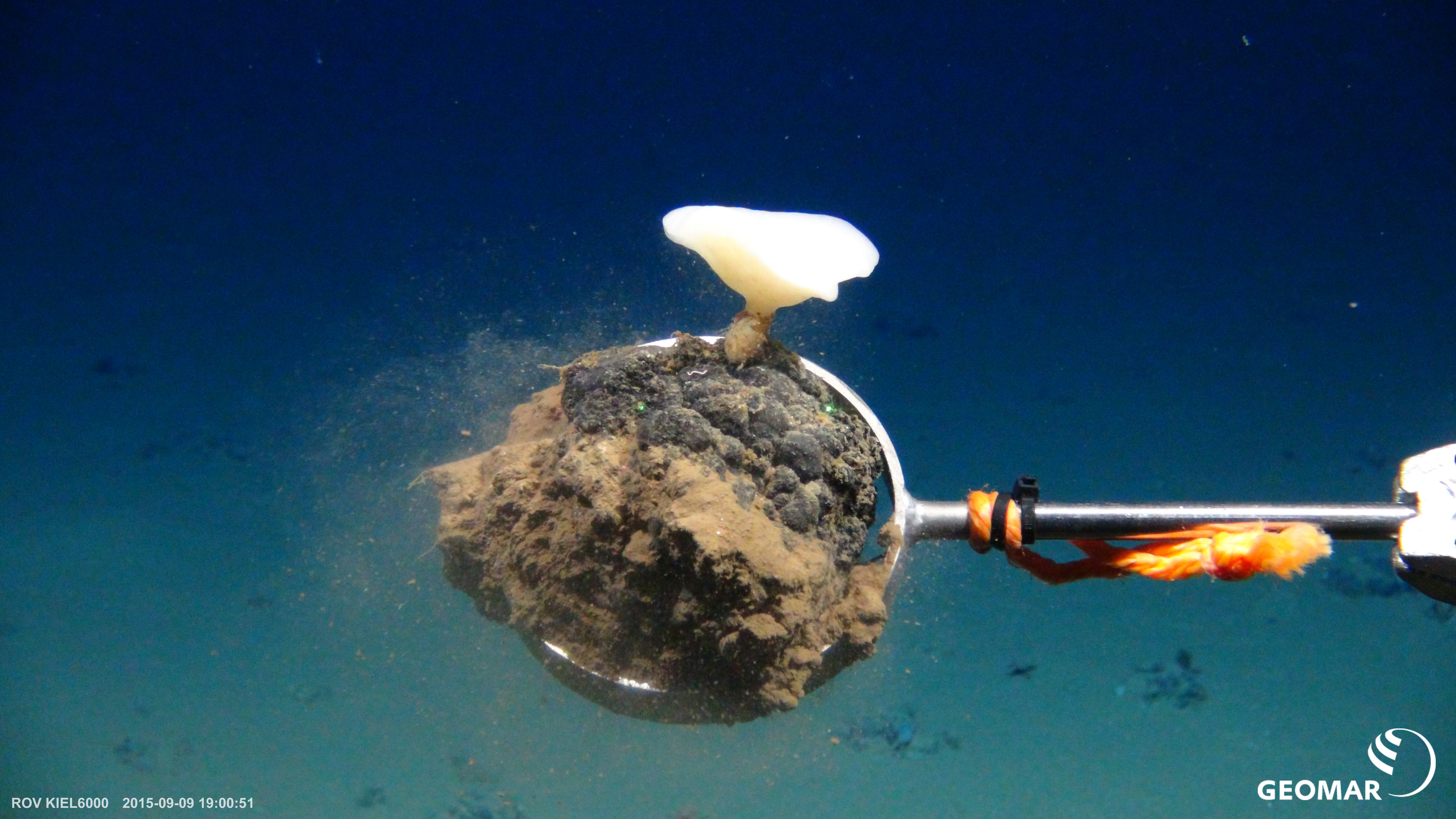 Nódulo de manganeso conuna esponja de aguas profundas。Expedición采矿影响SO242
