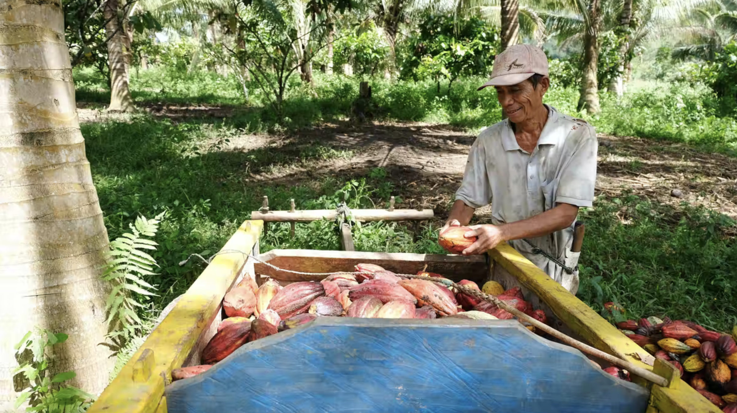 印度尼西亚的可可豆网(producción de cocoa)为pequeños农业提供了一个货源，而昆虫网(disminución de insect)为可可豆网提供了一个货源。
