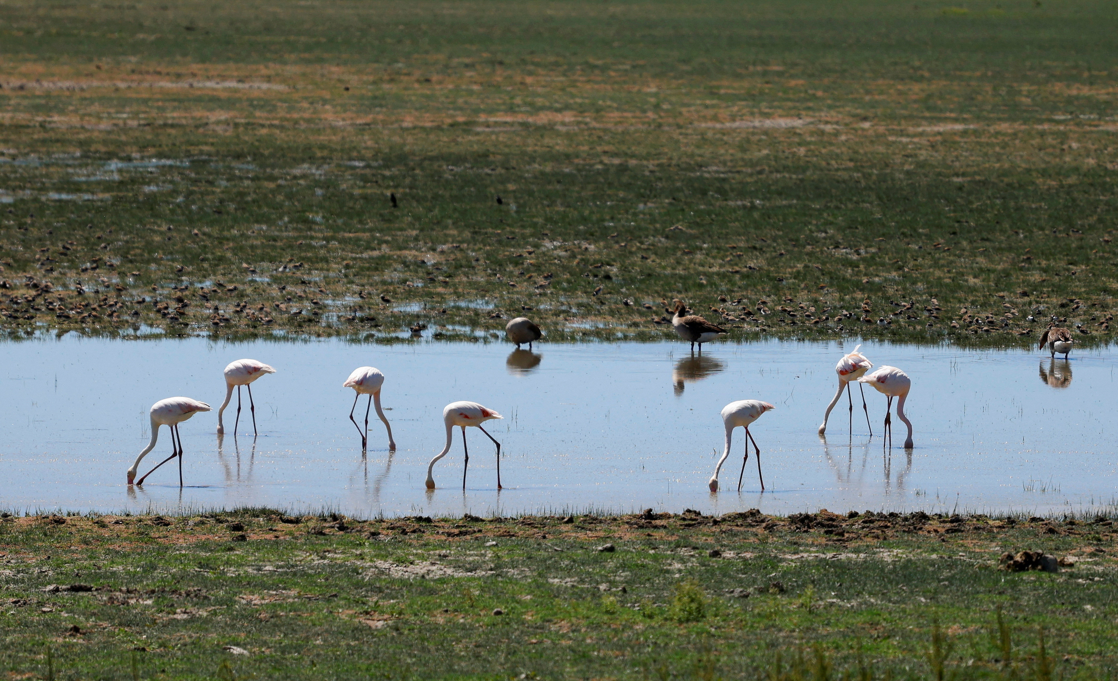 图为动物们在西班牙埃尔罗西奥村Doñana国家公园的沼泽地里，那里的干旱导致水位下降。