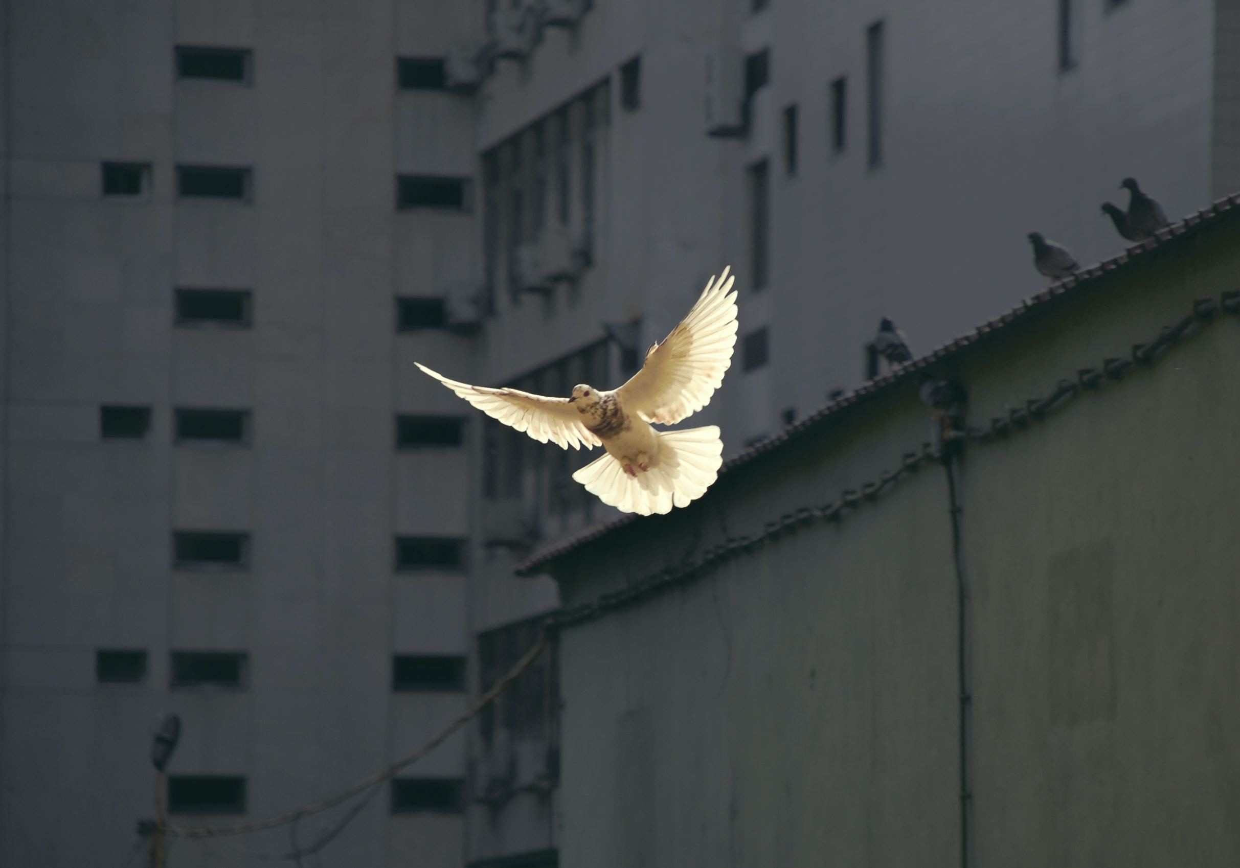 空中白鸽:包容性建设和平战略优先考虑地方行动者和社区观点。