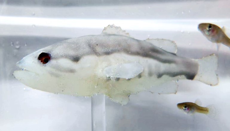 一种模仿大口黑鲈捕食者的机器鱼可能是对抗世界上最棘手的入侵物种之一——食蚊鱼的宝贵工具。